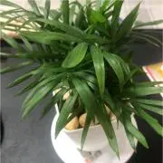 マミ