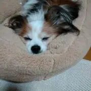 ミホ