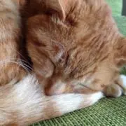 にゃんこ
