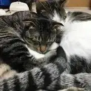 ふわらいどの画像
