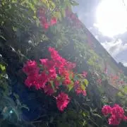りんご