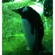伝説イチゴ