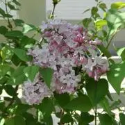 ライラック