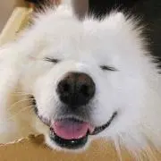 Ponの画像
