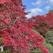 Gankiの画像