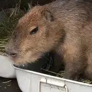 ぽんの画像