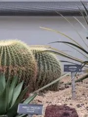 サバ缶の画像