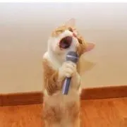 断捨離ねこちゃん★プロフ必読お願いしますの画像