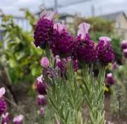 lavenderの画像