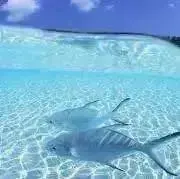 ずんだ⭐️