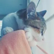 猫ハル(必ず購入前にプロフをご覧下さい)