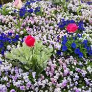 roseの画像