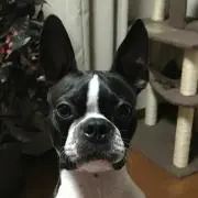 ボニ