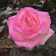 あきの画像