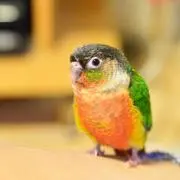 こぐま