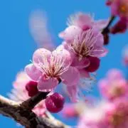 UMEMARUの画像