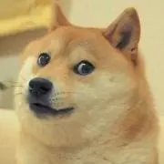 かわいい犬の画像
