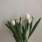らふの画像