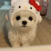 かい (English OK)