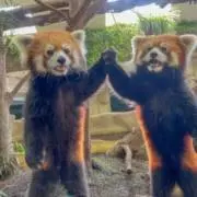 にーやんの画像