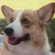 ももちゃん号の画像