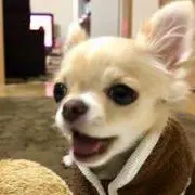 saku