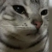 にゃんちゅーーの画像