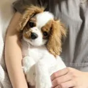 るか