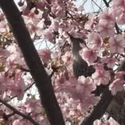 TK0617の画像