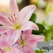 Lily