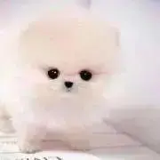 miiの画像
