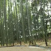Asukaの画像