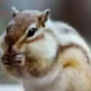 瑠璃の画像