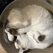 のりの画像