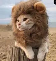 ねこらいよん