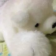 シロクマさんの画像