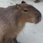 ゆりやん。。。の画像