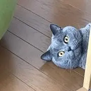 サトウの画像