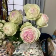 ソラ☆の画像