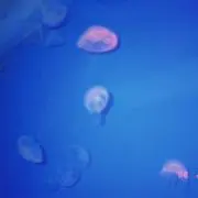 チョの画像