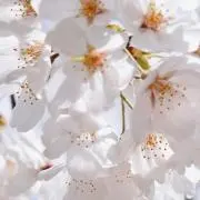 AIRIの画像