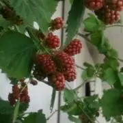 iizknetの画像