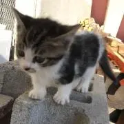 ゆ