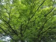 Midori