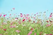 かさ☆断捨離中、おまとめ割引あり☆の画像