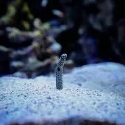 しげ【プロフ必読】の画像