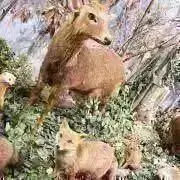 苗屋さんの多肉植物の画像