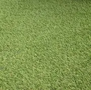 ひざの画像