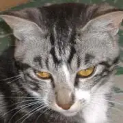でんでん