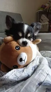 ふくさんU^ェ^Uの画像